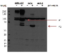 NPR1 | Nonexpresser of PR genes 1 (0,5 mg) in the group Antibodies Plant/Algal / Environmental Stress / Pathogen attack at Agrisera AB (Antibodies for research) (AS12 1854-500)